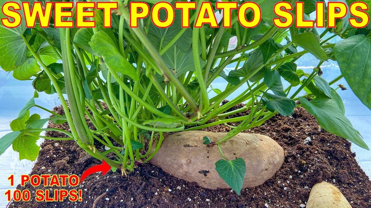 Planting Sweet Potatoes