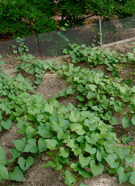 Harvesting Sweet Potatoes