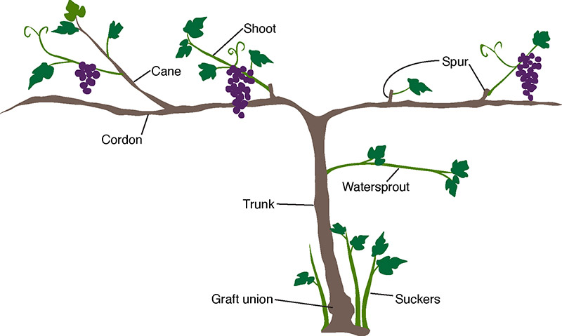 Growing Grapes Image 2