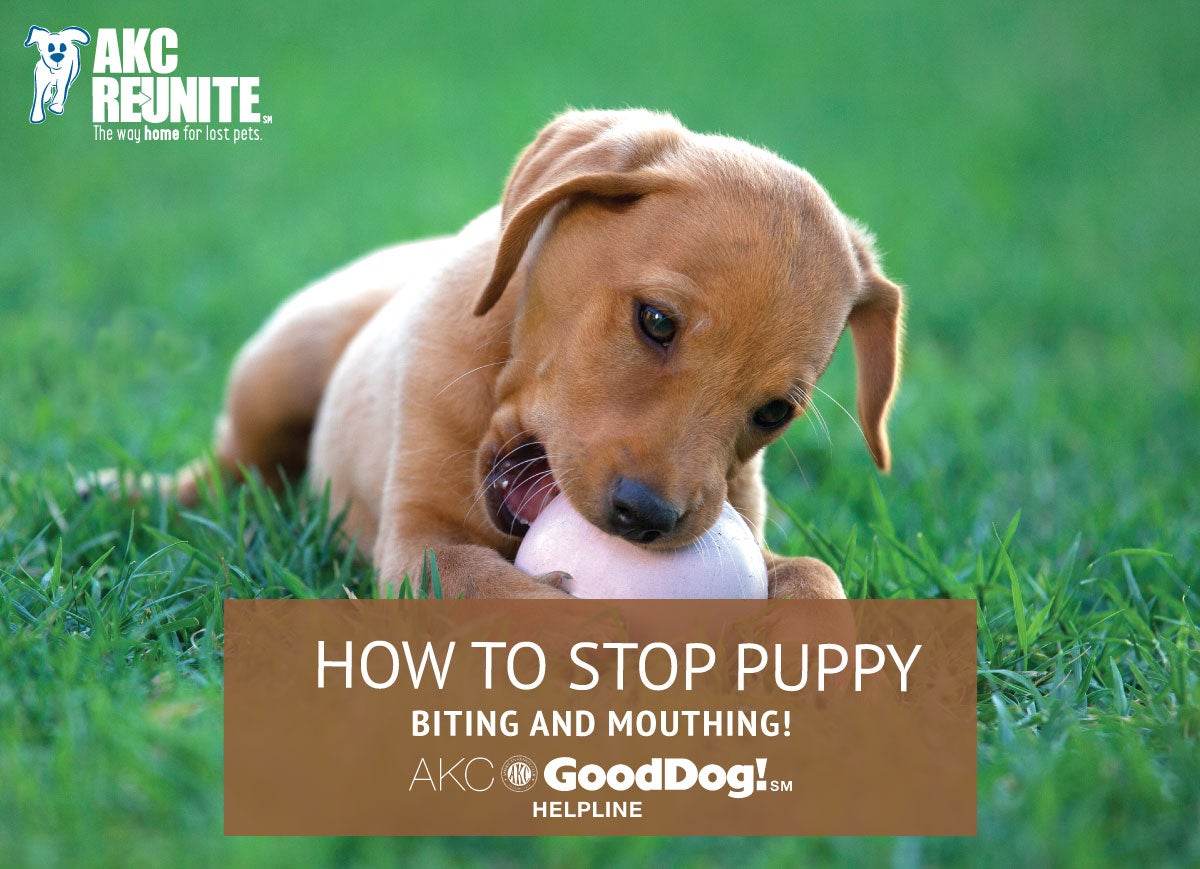 How to stop a puppy from biting