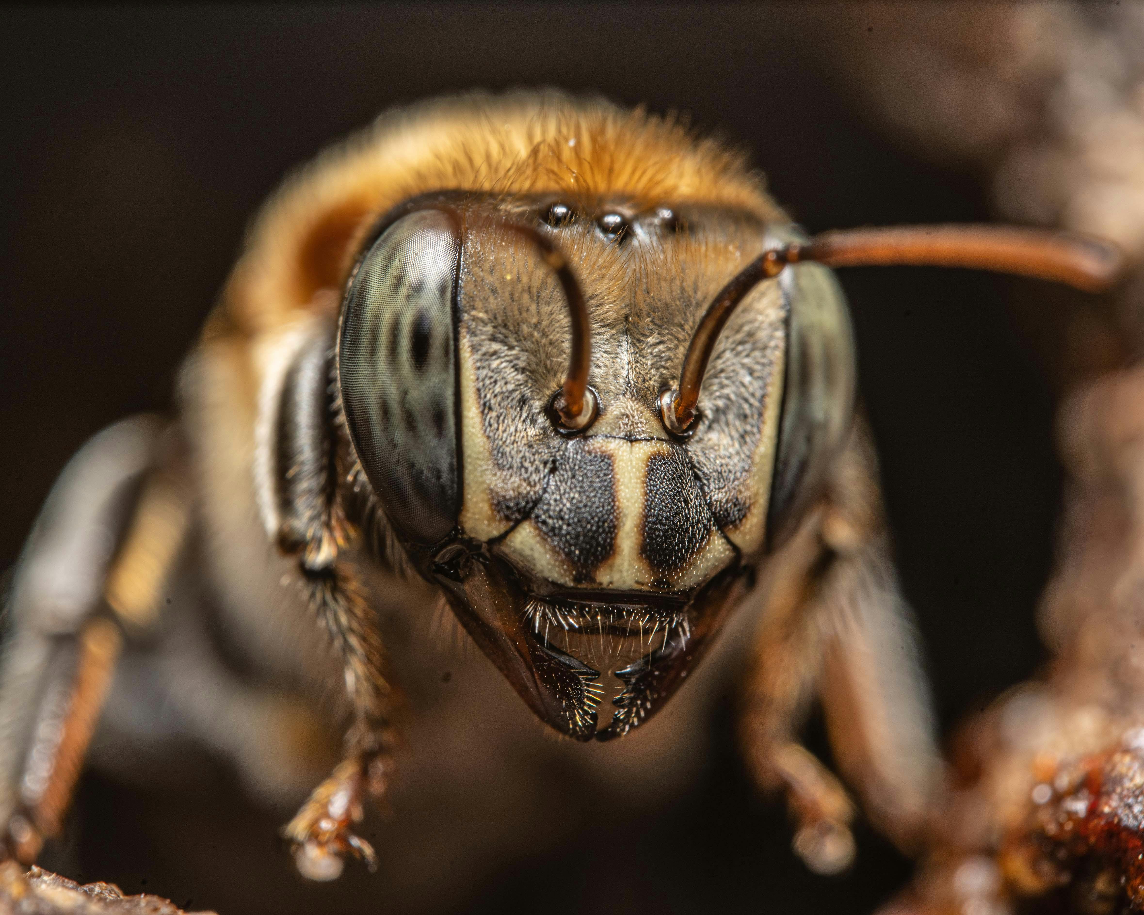 How to eat bee pollen