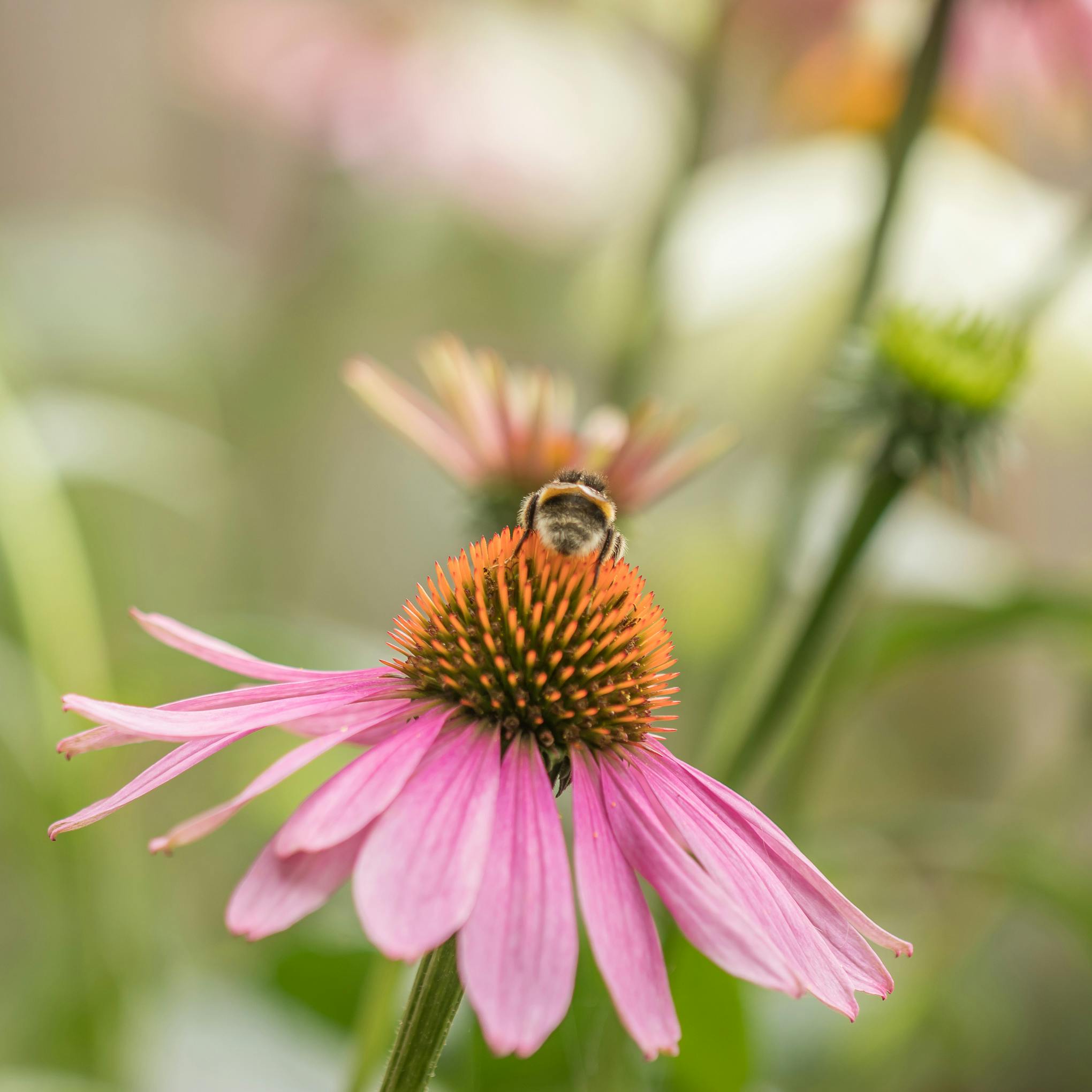 Bee pollen recipes